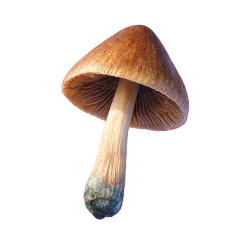 shroom-thumb-2