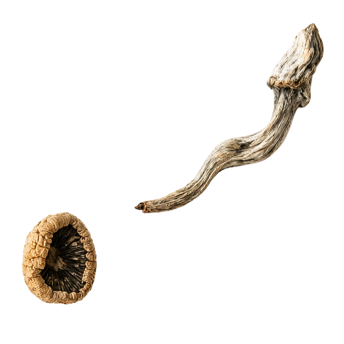 shroom-thumb-3
