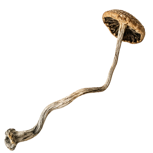 shroom-thumb-4