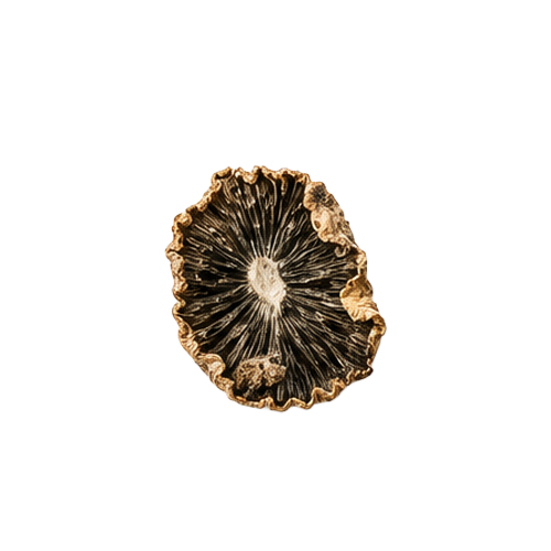 shroom-thumb-5