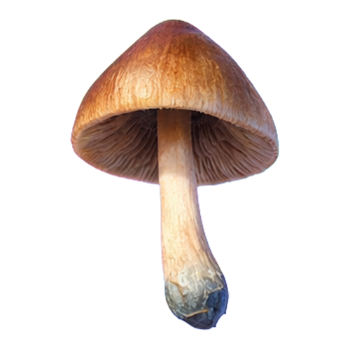 shroom-thumb